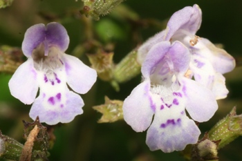 Calamint